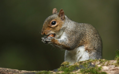 Naklejka na ściany i meble A cute Grey Squirrel (Sciurus carolinensis) eating an acorn.