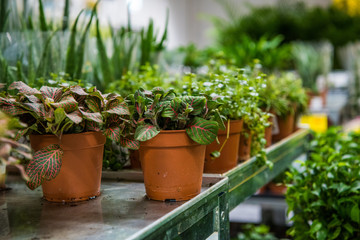 Coniferous garden plants being sold in plant nursery