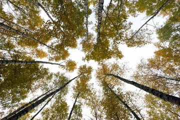 trunks of trees with crowns, colorful autumn leaves