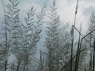 beautiful white flower