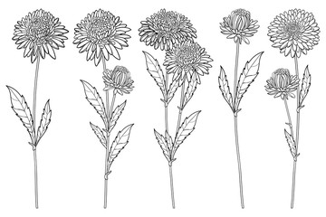 Vector set with outline Aster flower bunch, ornate leaf and bud in black isolated on white background. Contour blooming Aster plant for summer or autumn design and coloring page. - obrazy, fototapety, plakaty