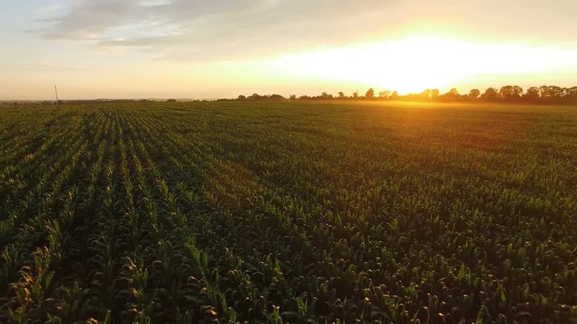 Flying over green corn field on huge sunset. 4K