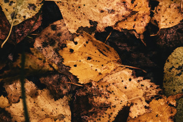 Leaves on the grass. Fallen leaves. Leaf fall. Golden autumn.
