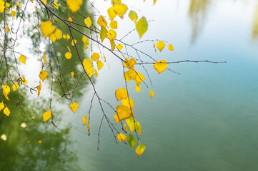 A branch of birch with golden leaves over the water.