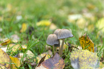 mushrooms in the grass on the lawn, autumn fallen yellow leaves