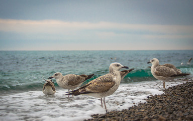 seagulls by the sea