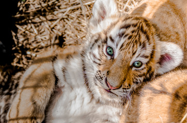 kindergarten for cubs