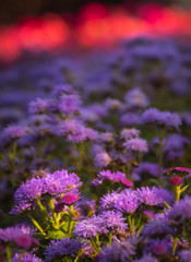 Obraz premium purple flowers in the rays of the setting sun