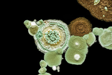 green yellow round fungal mold on a heterogeneous black surface, macro abstract background