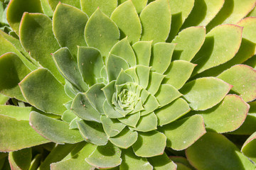 Close up of green succulent