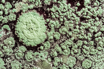 growth of green mold on food, spread of fungi, close-up abstract background