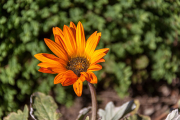 Orange daisy in the garden