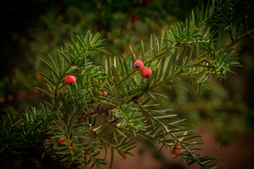 yew berries