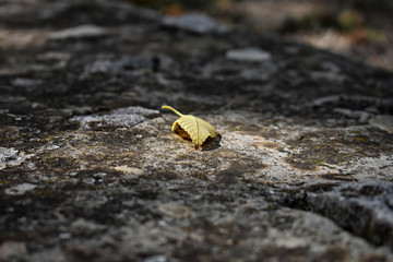 Fallen leaf/ Autumnal yellow leaf on asphalt 