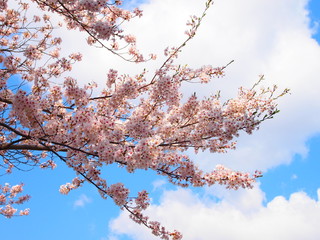 そらと桜