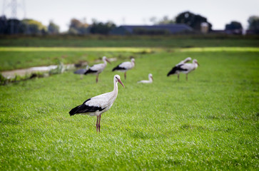 Group of white cicogna storks in a field in the south of the Netherlands. One cicogna stork is standing alone in the foreground.