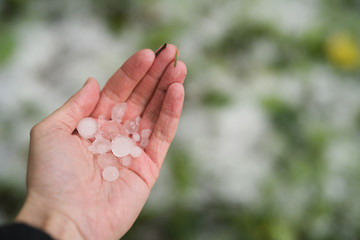 closeup male hand holding hailstones after hailstorm