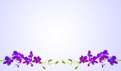 Fototapeta na wymiar Flower purple orchid abstract Background.