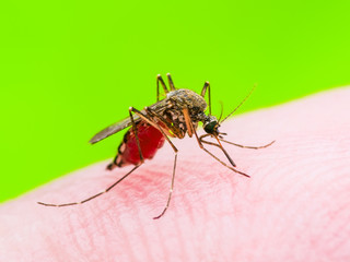 Yellow Fever, Malaria or Zika Virus Infected Mosquito Insect Bite Macro on Green Background