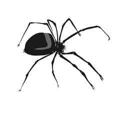 black poison spider. vector.