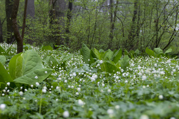 むれ水芭蕉園のニリンソウの群生／長野県飯綱町