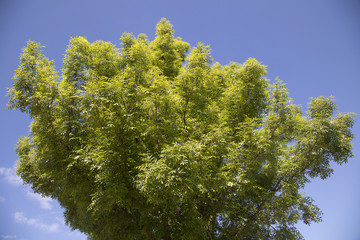Natural tree with sky background