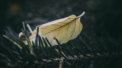 yellow leaf on the spruce