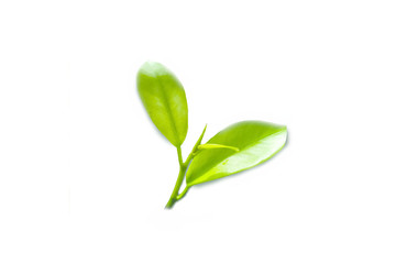 Leaf green white background Thailand popular.