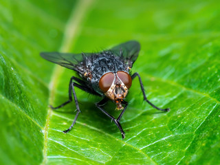 Exotic Drosophila Fruit Fly Diptera Insect on Plant Leaf