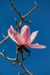 Pink magnolia against blue sky (2)