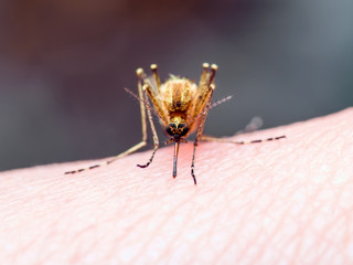 Yellow Fever, Malaria or Zika Virus Infected Mosquito Insect Macro