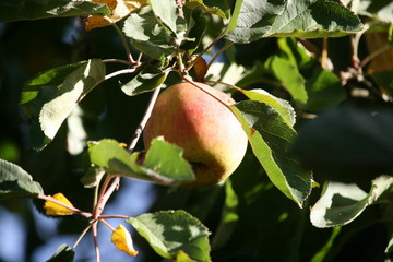 Schneewittchenapfel am Apfelbaum