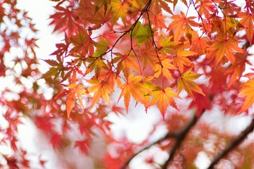 Landscape of vibrant colorful Japanese Autumn Maple leaves