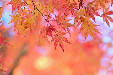 Fototapeta na wymiar Landscape of vibrant colorful Japanese Autumn Maple leaves