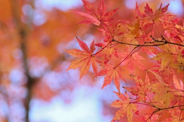Landscape of vibrant colorful Japanese Autumn Maple leaves
