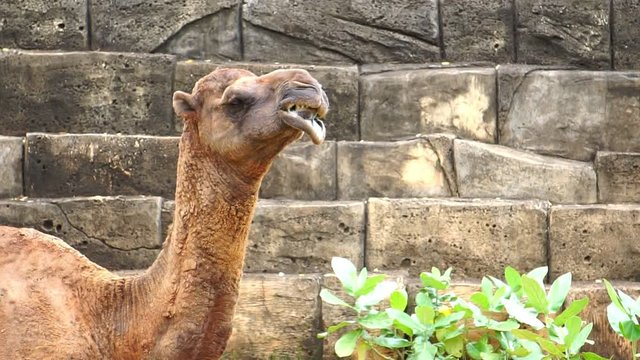 The camels are chewing dry grass with delicious footage slow motion