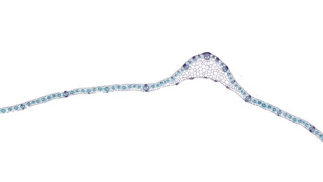 corn leaf - cross section cut under the microscope &ndash; microscopic view of plant cells for botanic education