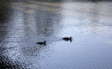 Water birds swimming along river with reflection