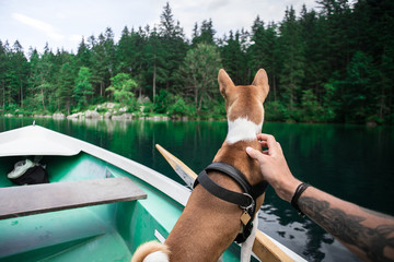 POV of man, tourist, traveller or hiker during weekend adventure out of town with best friend puppy, brown basenji dog, pets and cuddles him, while enjoys views on green lush forest and lake from boat