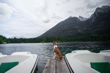 Little cute and adorable adventure dog or basenji breed puppy stands at end of boardwalk or pier overlooking amazing views of alpine mountain lake Concept tranquility and calm.