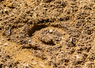 Der Abdruck von einem Pferdehuf im Sand