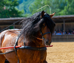 Porträt von einem Kaltblut Pferd