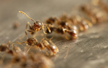 Being different, sticking head out ant