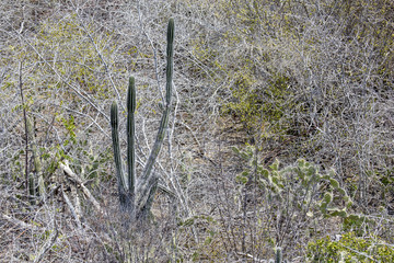 Kakteen-Landschaft (Kaktus)
