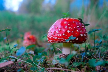mushrooms in the autumn forest, fly agaric