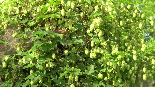 Green shrub of the plant Humulus lupulus hops with green fruits on the meadow in the foothills of the North Caucasus