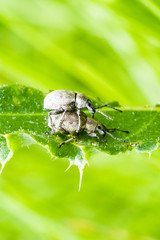 Käfer 1