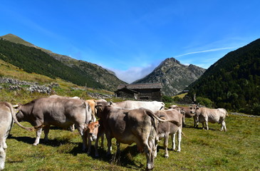 Obraz premium Vaches en estive dans les Pyrénées ( Andorre )