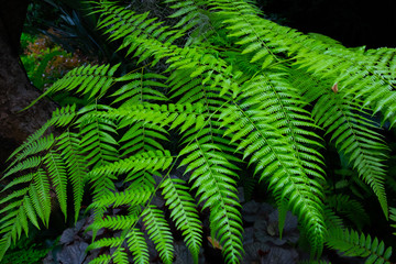 Ferns in abundant environment in good nature.