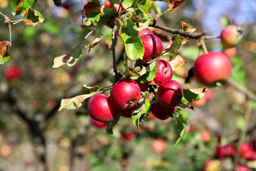 apples on a branch in autumn orchard 